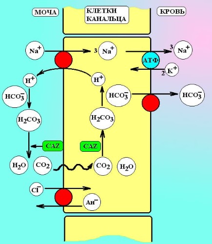 Перенос ионов в проксимальном извитом канальце. CAZ – карбоангидраза, Ан- — анионы органических кислот