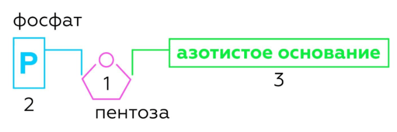 Общая схема строения нуклеотида: 1 — углевод, в состав которого входит 5 атомов углерода (пентоза); 2 — остаток фосфорной кислоты, за счет которого происходит связывание нуклеотидов друг с другом; 3 — азотистое основание, информационная часть нуклеотида