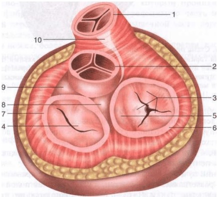 1 — легочной ствол; 2 — аорта; 3 — трехстворчатый клапан; 4 — митральный клапан