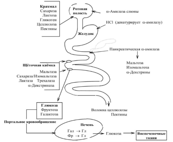 Переваривание углеводов схематично