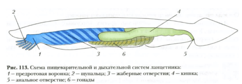 У ланцетника и других бесчерепных скелет