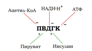 Регуляция окислительного декарбоксилирования пирувата