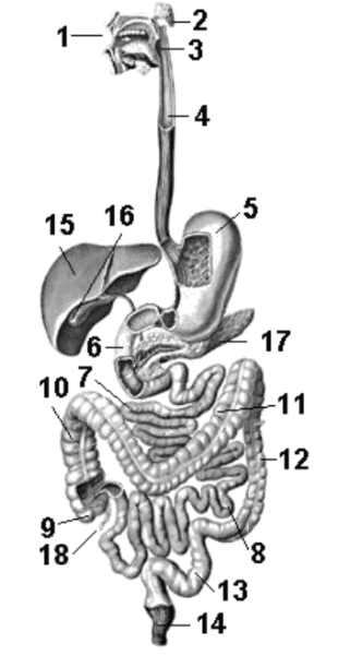 Схема строения пищеварительной системы: 1 — ротовая полость; 2 — слюнные железы; 3 — глотка; 4 — пищевод; 5 — желудок; 6 — двенадцатиперстная кишка; 7 — тонкий кишечник (тощая кишка); 8 — тонкий кишечник (подвздошная кишка); 9 — слепая кишка; 10, 11, 12, 13 — восходящая, поперечная, нисходящая, сигмовидная части толстого кишечника; 14 — прямая кишка; 15, 16 — печень и желчный пузырь; 17 — поджелудочная железа; 18 — аппендикс