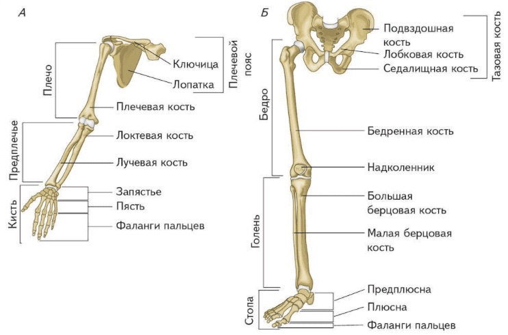 Скелет верхней (А) и нижней (Б) конечности