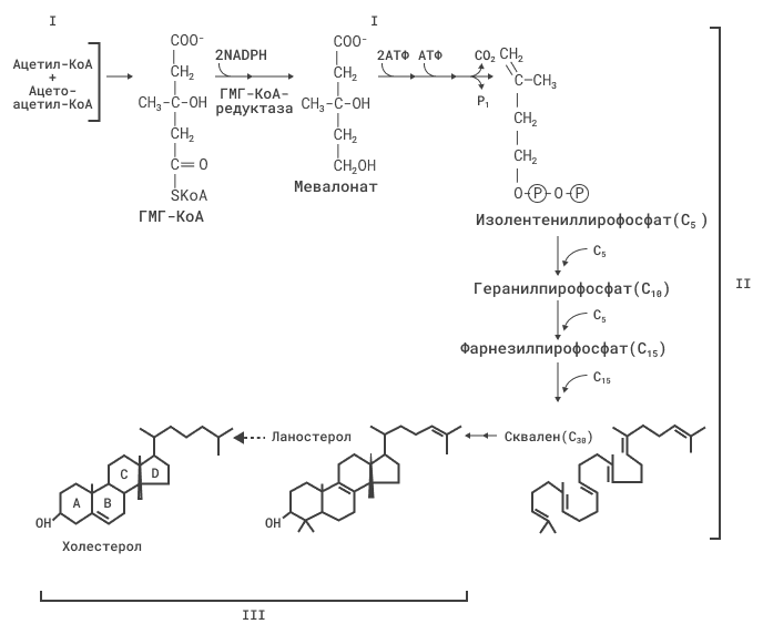 Синтез холестерола