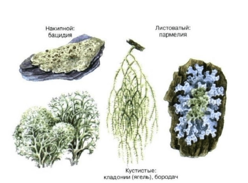 Классификация лишайников по форме таллома