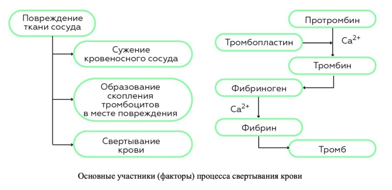 Переливание крови. Совместимость по группам Статьи