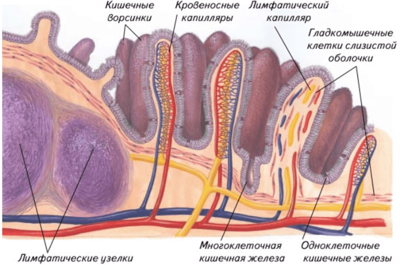 Строение стенки тонкого кишечника человека