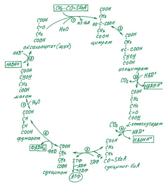 Схема лимоннокислого цикла Кребса