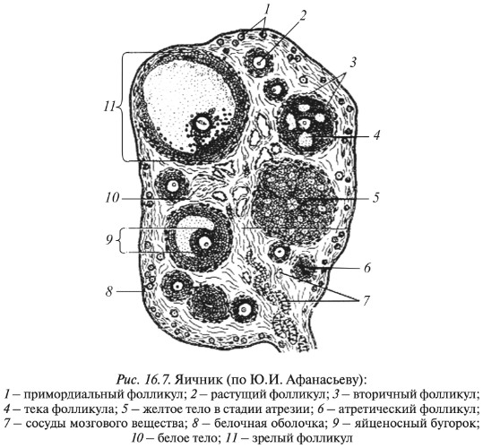 Анатомия: Женские половые органы. Анатомия яичника