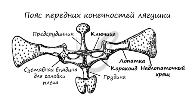 Строение пояса передних конечностей амфибий