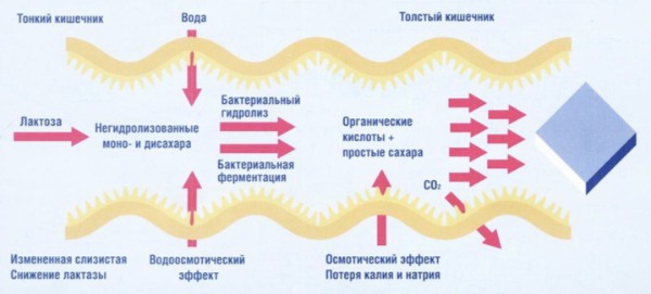 Механизм развития нарушений при лактазной недостаточности