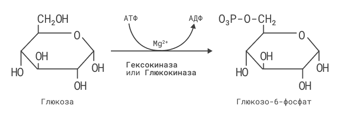 Схема фосфоролиза гликогена