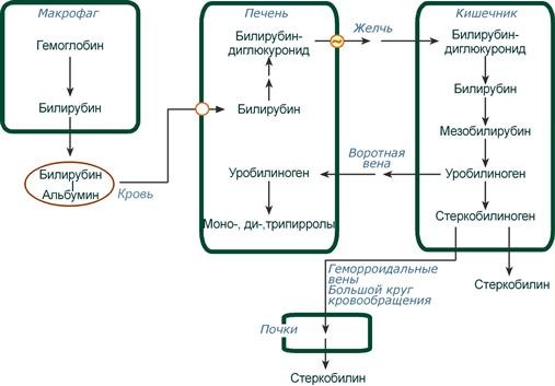 №14, Билирубин прямой (Билирубин конъюгированный, связанный; Bilirubin direct) A09.05.022.001