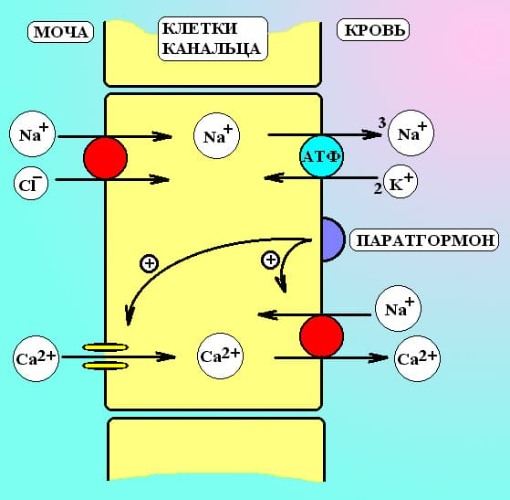 Перенос ионов в дистальном канальце нефрона.