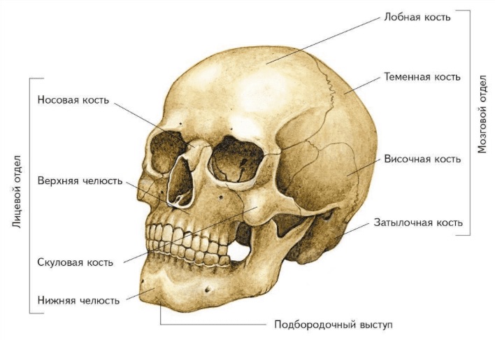 Строение черепа человека