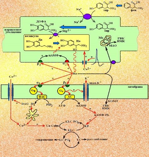 Механизм передачи сигнала в адренергическом синапсе