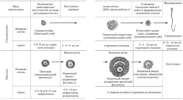 Сперматогенез и овогенез как процессы размножения, схема овогенеза