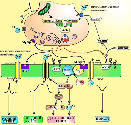 Передача сигнала в холинергическом синапсе