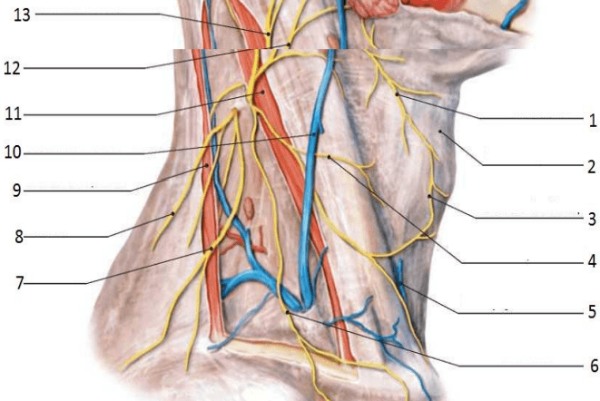 Внутренняя яремная вена - Internal jugular vein