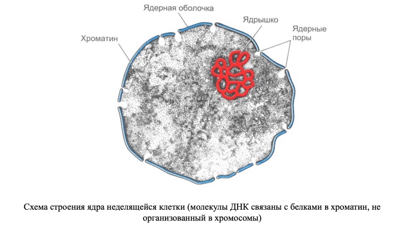 Ядерный хроматин. Хроматин в ядре клетки. Строение ядра клетки микрофотография. Строение, хроматина, ядрышка. Строение ядра хроматин.