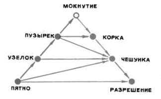 Треугольник Крейбиха