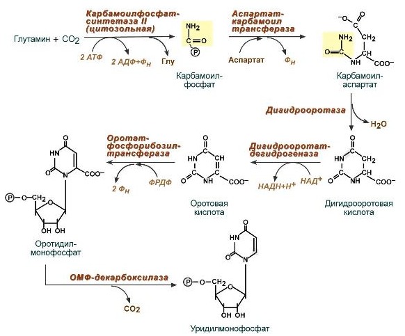 Синтез уридинмонофосфата