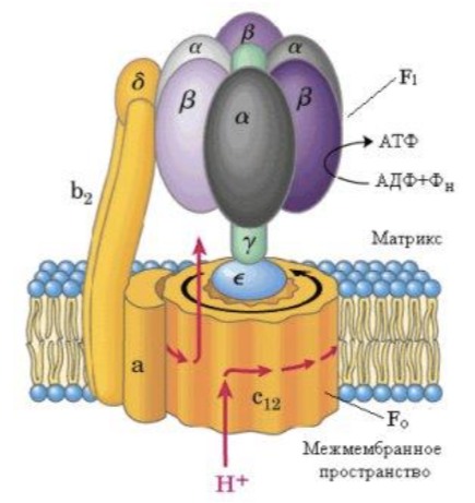 Протонная АТФ-синтаза