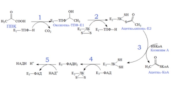 Реакции окислительного декарбоксилирования ПВК