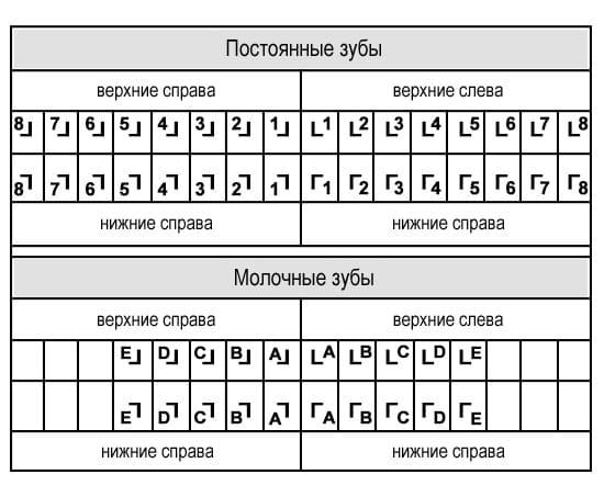 Функции зубов и их универсальная формула