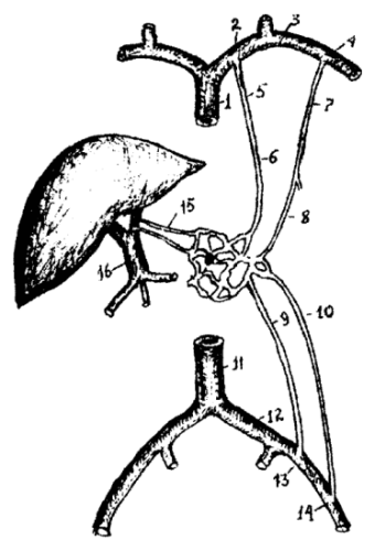 1 — v. cava superior; 2 — v. brachiocephalica sinistra; 3 — v. subclavia sinistra; 4 — v.axillaris sinistra; 5 — v. thoracica interna sinistra; 6 — v. epigastrica superior sinistra; 7 — v. thoracica lateralis sinistra; 8 — v. thoracoepigastrica sinistra; 10 — v. epigastrica superficialis; 11 — v. cava inferior; 12 — v. iliaca communis sinistra; 13 — v. iliaca externa sinistra; 14 — v. femoralis sinistra; 15 — v. paraumbilicalis; 16 — v. portae