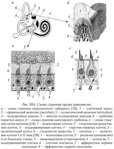 Дегенерация макулы — Get vision