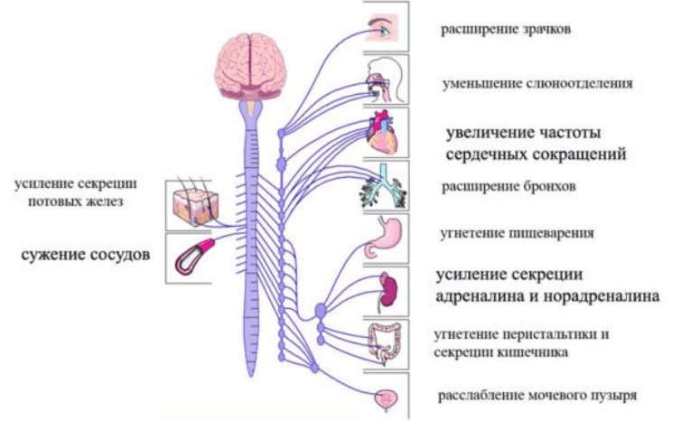 Функциональные особенности симпатического отдела нервной системы