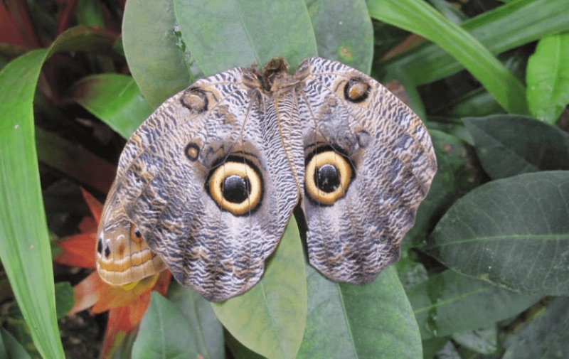 Пример мимикрии — рисунок на крыльях бабочки повторяет рисунок глаз совы