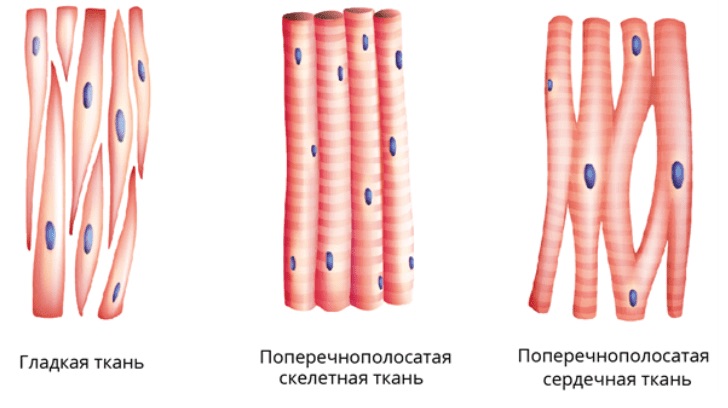 Типы мышечной ткани