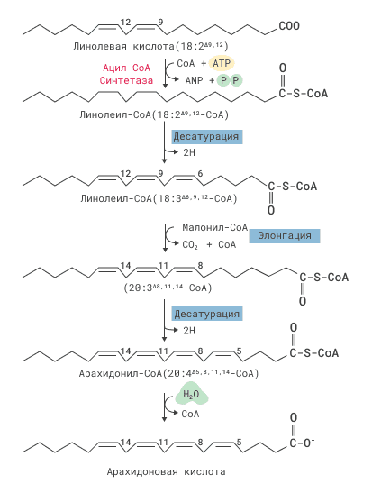 Синтез арахидоновой кислоты из линоленовой