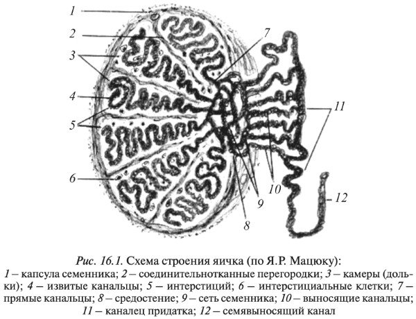 Как устроена мужская репродуктивная система - схема мужской половой системы