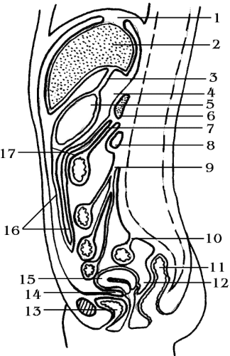 Ход брюшины: 1 — серповидная связка печени, lig. falciforme hepatis; 2 — печень, hepar; 3 — малый сальник, omentum minus; 4 — сальниковая сумка, bursa omentalis; 5 — желудок, gaster; 6 — поджелудочная железа, pancreas; 7 — брыжейка поперечно-ободочной кишки, mesocolon; 8 — двенадцатиперстная кишка, duodenum; 9 — брыжейка тонкой кишки, mesenterium; 10 — брыжейка сигмовидной кишки, mesosigma; 11 — прямая кишка, rectum; 12 — прямокишечно-маточное углубление (Дугласово), excavation rectouterina (Douglassi); 13 — мочевой пузырь, vesica urinaria; 14 — пузырно-маточное углубление, excavation vesicouterina; 15 — матка, uterus; 16 — большой сальник, omentum majus; 17 — желудочно-ободочная связка, lig. gastrocolicum