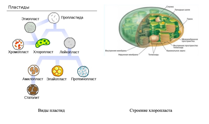 Пластиды органоиды строение