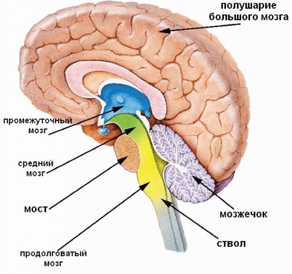 Головной мозг человека