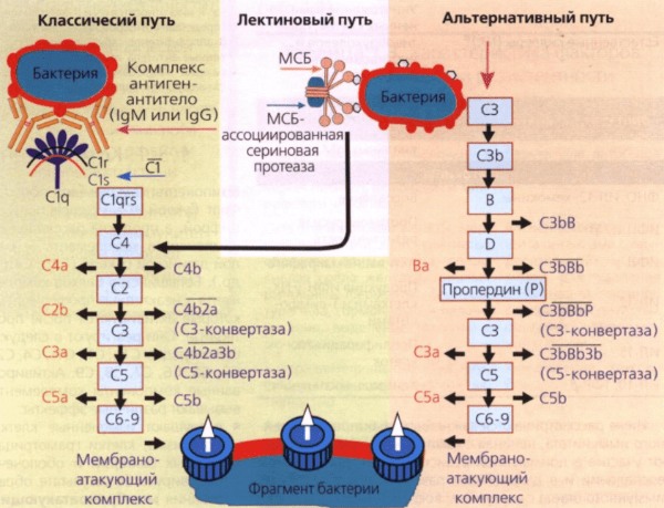 Схема комплемента