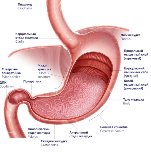 Анатомия желудка человека