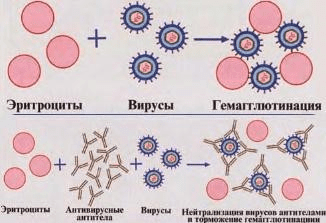 реакция торможения гемагглютинации