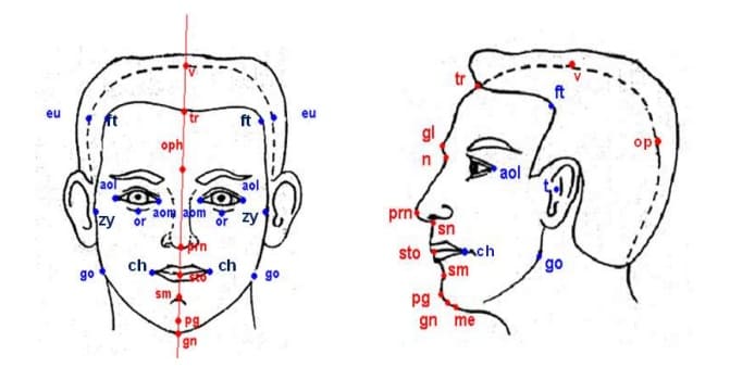 Антропометрические точки головы и лица: латеральные (синие) и медиальные (красные)