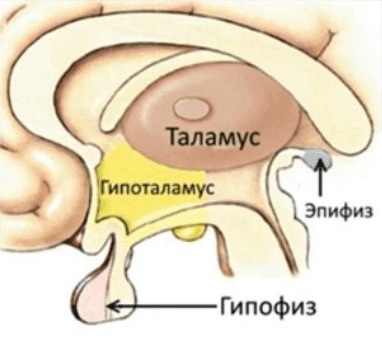 Структура промежуточного мозга