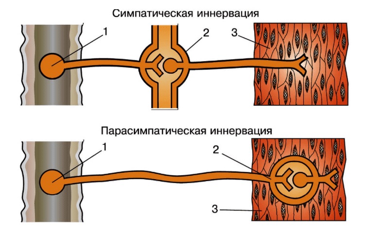 Схема симпатической и парасимпатической иннервации вегетативной нервной системы: 1 — нейроны вегетативной нервной системы в головном и спинном мозге; 2 — вегетативные нервные узлы; 3 — органы