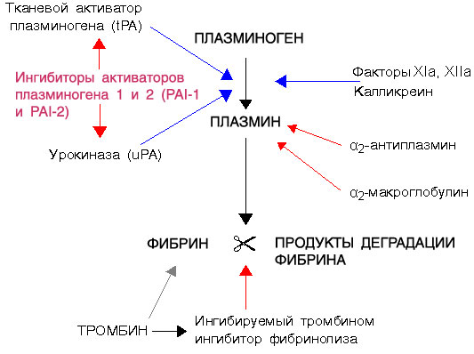 Схема фибринолиза. Синие стрелки – стимуляция; красные стрелки – подавление