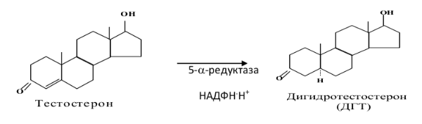 Синтез 5α-дигидротестостерона