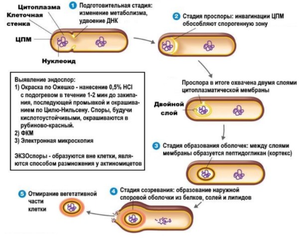 Покоящиеся формы микроорганизмов