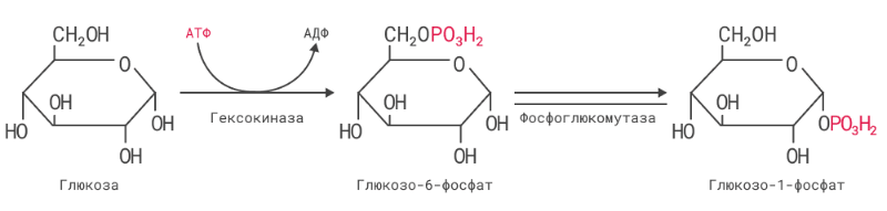 Реакция образования глюкоза-1-фосфата